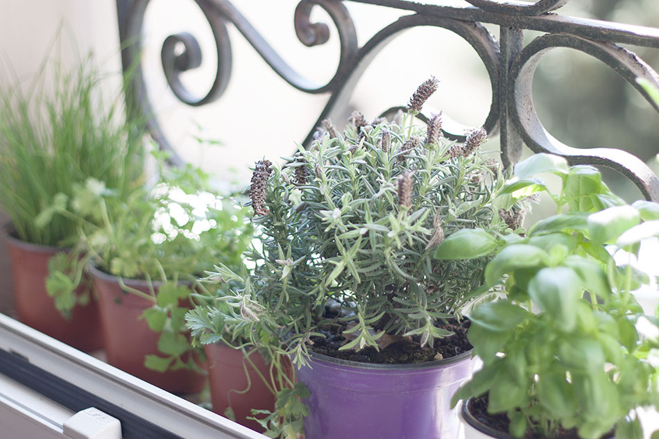 plantas de interior a partir de restos de comida